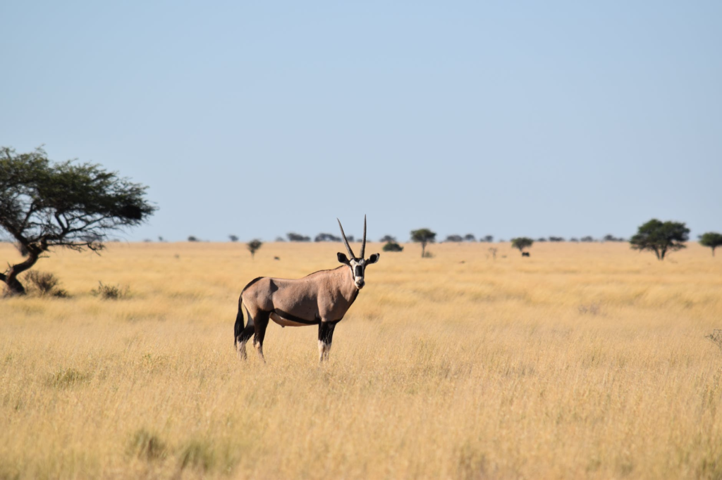 Nomads In Stress