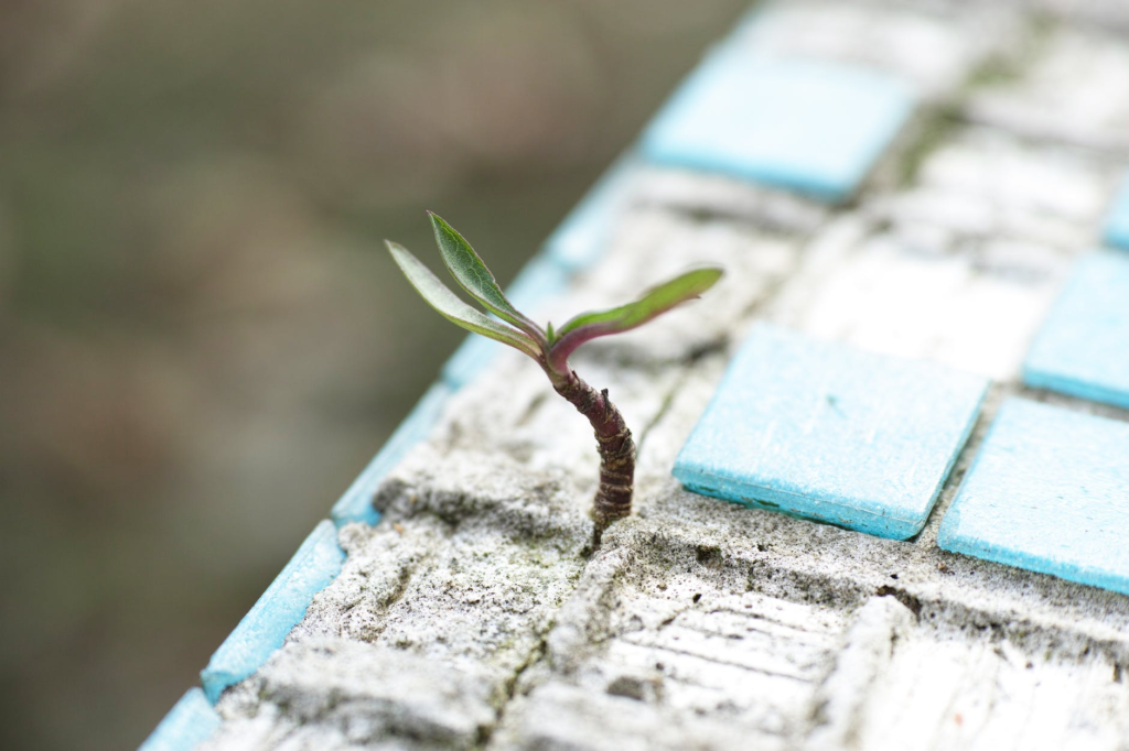 Growing Plant